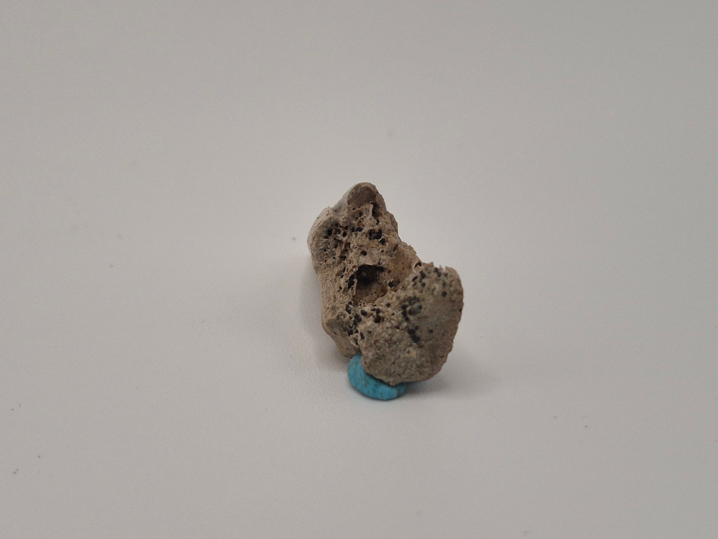 1.33" Theropod indet. Claw (Dromaeosaurus?) (Judith River)