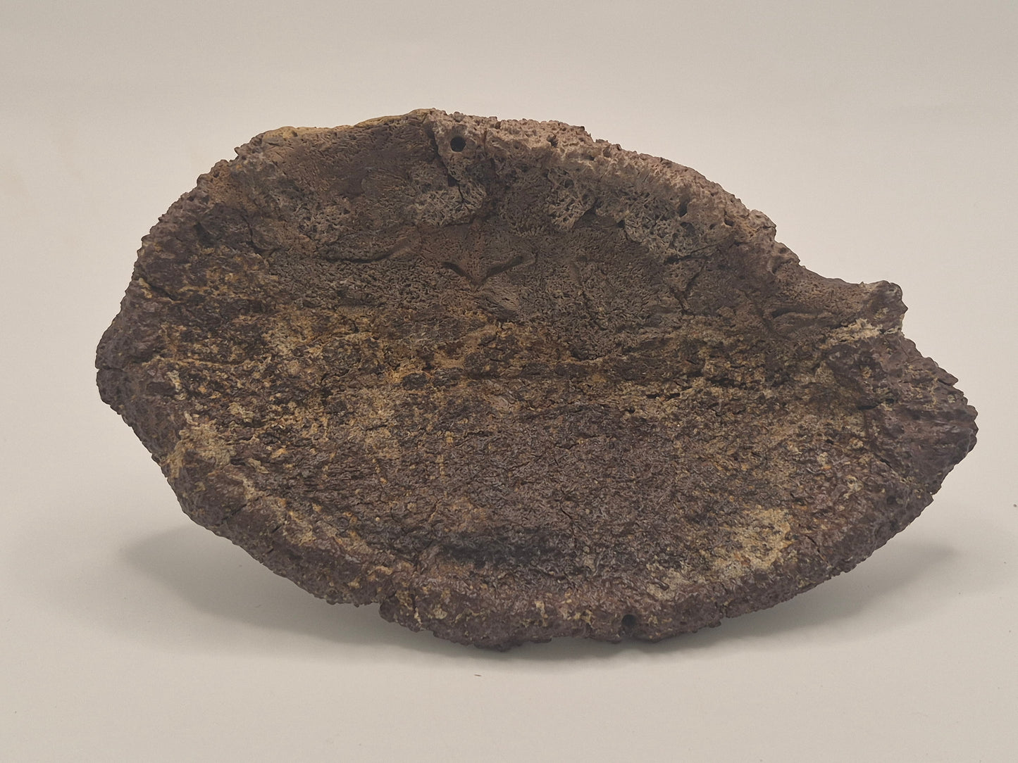 6.2" Ankylosaurus Scute (Judith River)