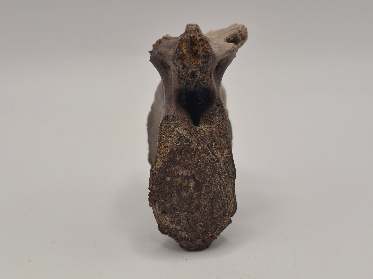 Juvenile Tyrannosauridae indet. Anterior Caudal Vertebra (Judith river)