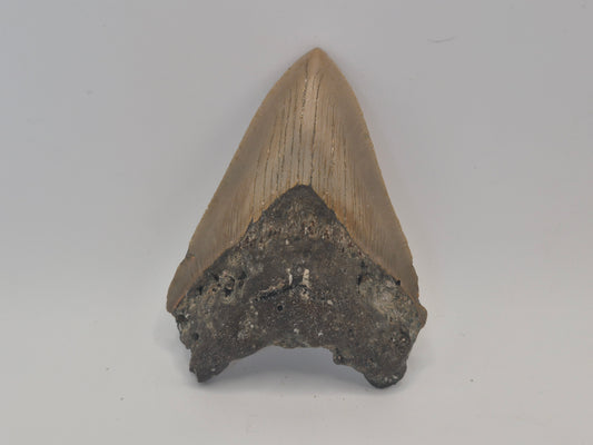 3.52" Megalodon Tooth(North Carolina)
