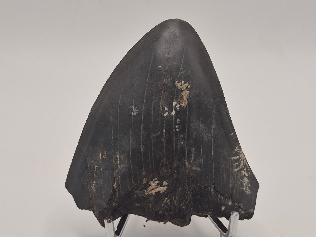 3.01" Megalodon Tooth (Georgia)