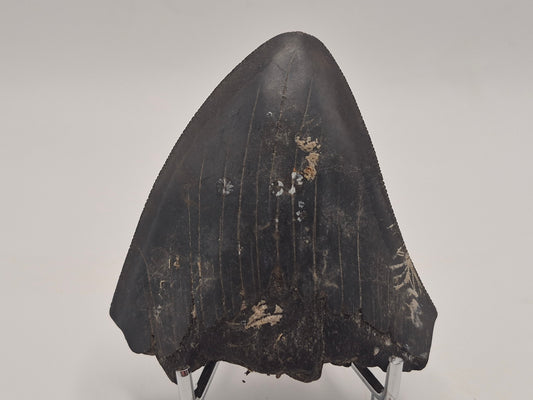 3.01" Megalodon Tooth (Georgia)