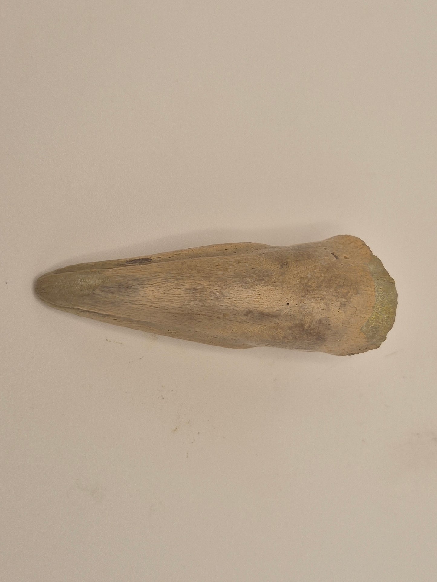 2.57" Tyrannosaur Claw(Judith River)