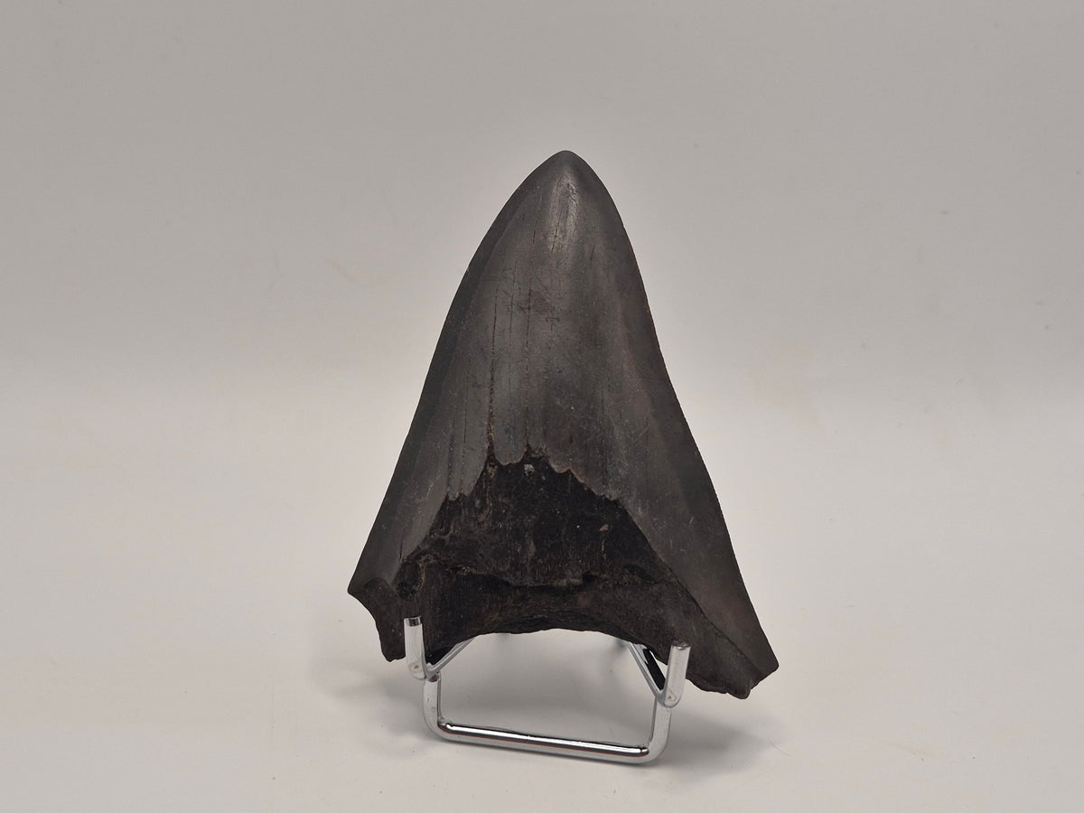 3.8" Megalodon Tooth (Georgia)