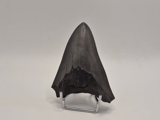 3.8" Megalodon Tooth (Georgia)