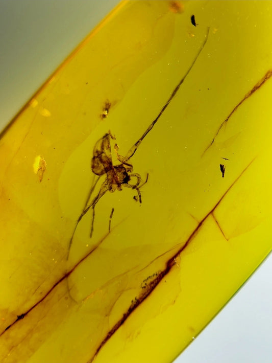 Spider in Burmese Amber