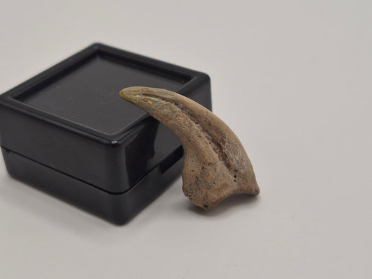 1.18" Troodon Toe Claw(Judith River)