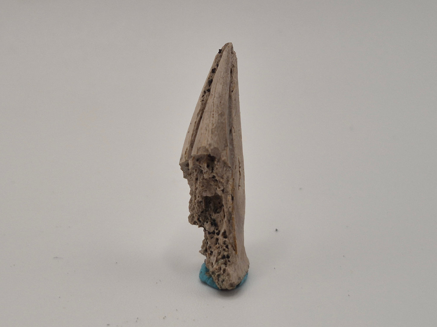 1.33" Theropod indet. Claw (Dromaeosaurus?) (Judith River)