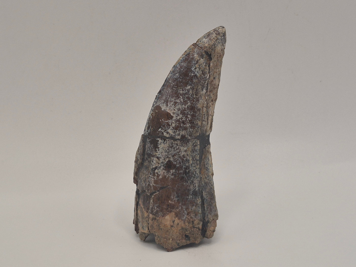 2.92" Tyrannosaur Tooth(Judith River)