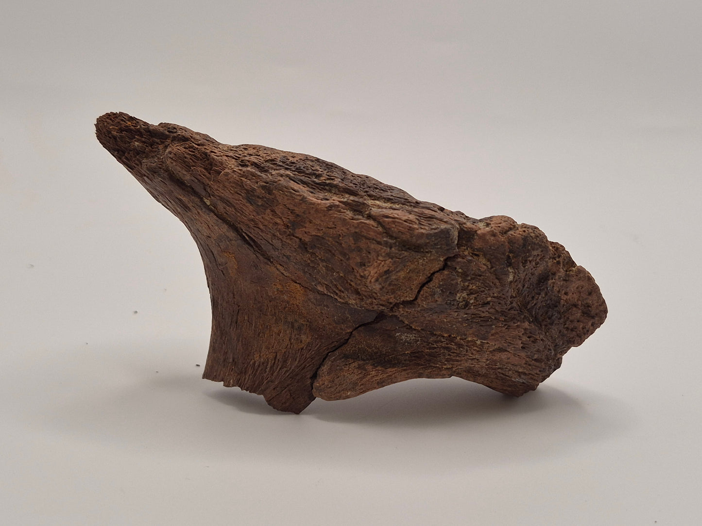 4.79" Hadrosaur Jaw(Judith River)