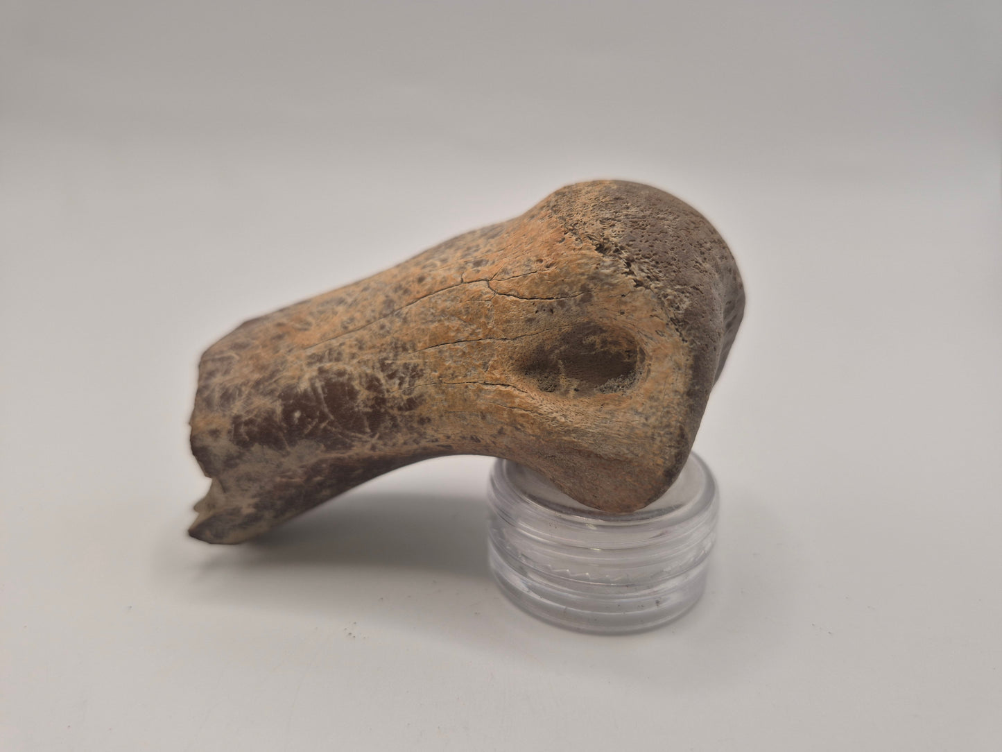 3" Theropod Limb Bone (Judith River)