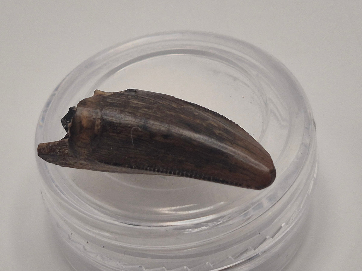 0.93" Tyrannosaur Premax Tooth (Judith River)