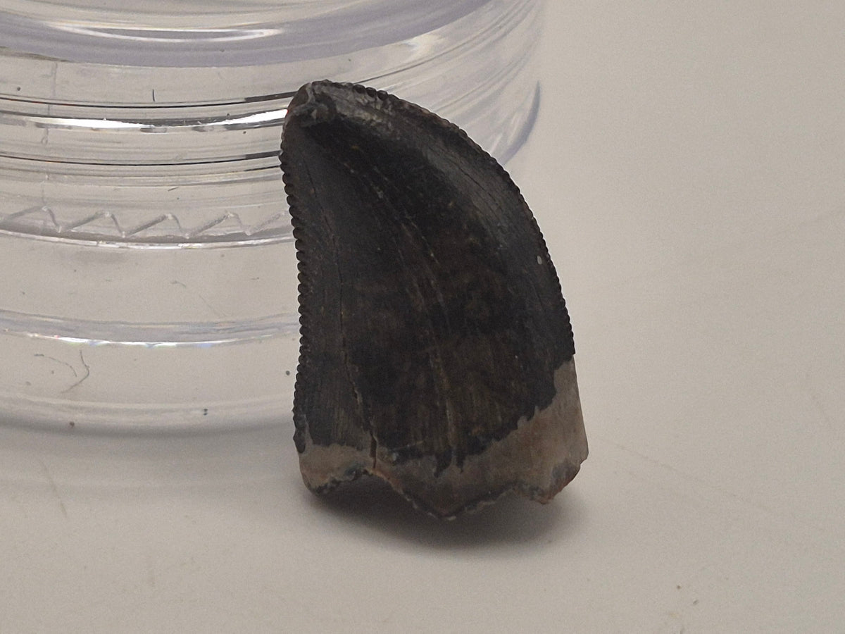 0.58" Dromaeosaurus Raptor Tooth (Judith River)