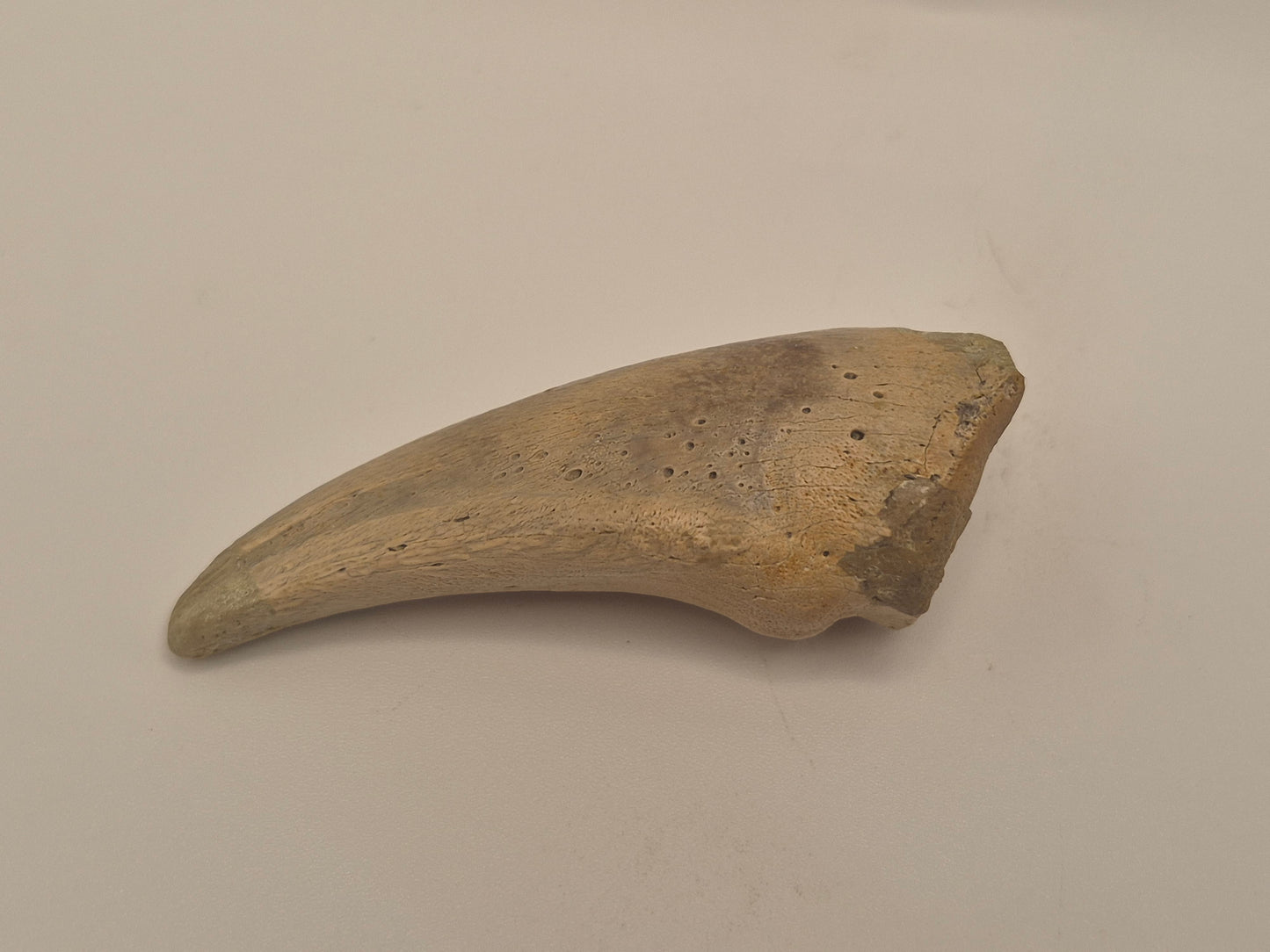 2.57" Tyrannosaur Claw(Judith River)