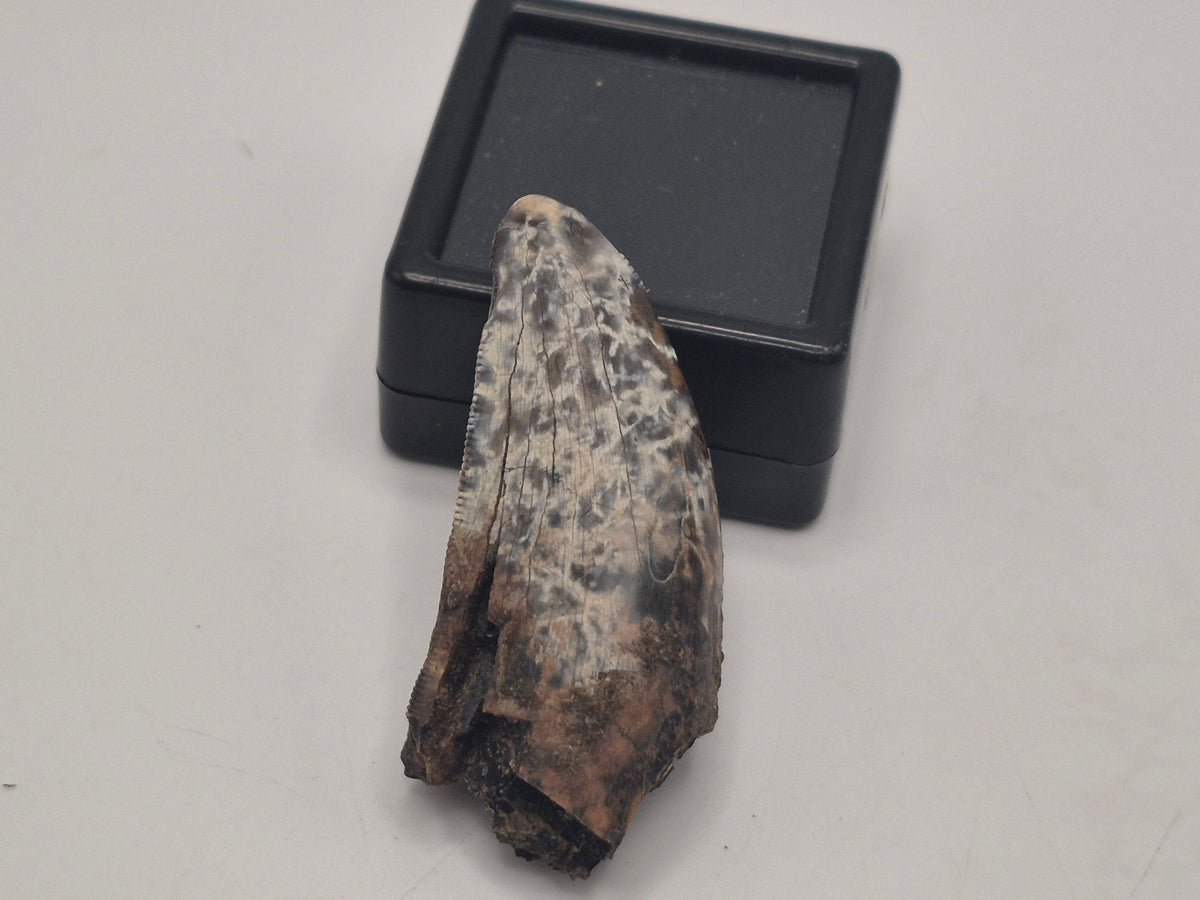 1.55" Tyrannosaur Tooth (Judith River)