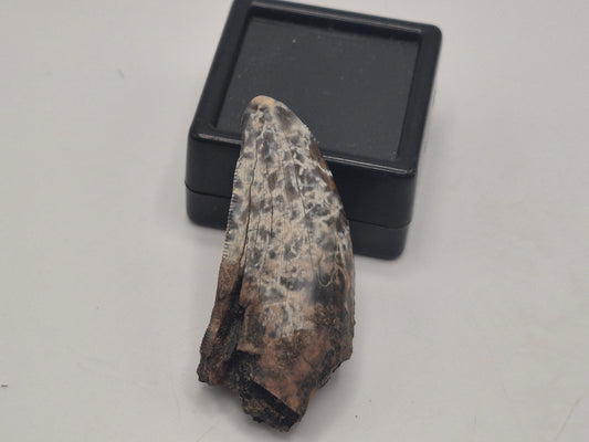 1.55" Tyrannosaur Tooth (Judith River)