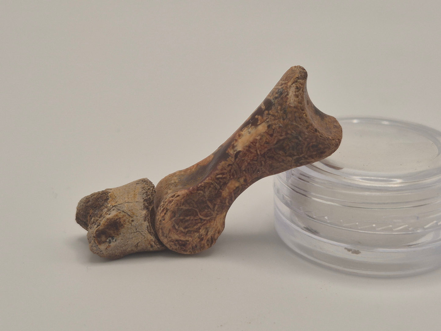 1.66" Troodon? Toe Bone Set(Judith River)