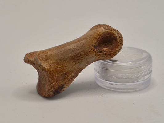1.92" Juvenille Tyrannosaur Toe Bone(Judith River)