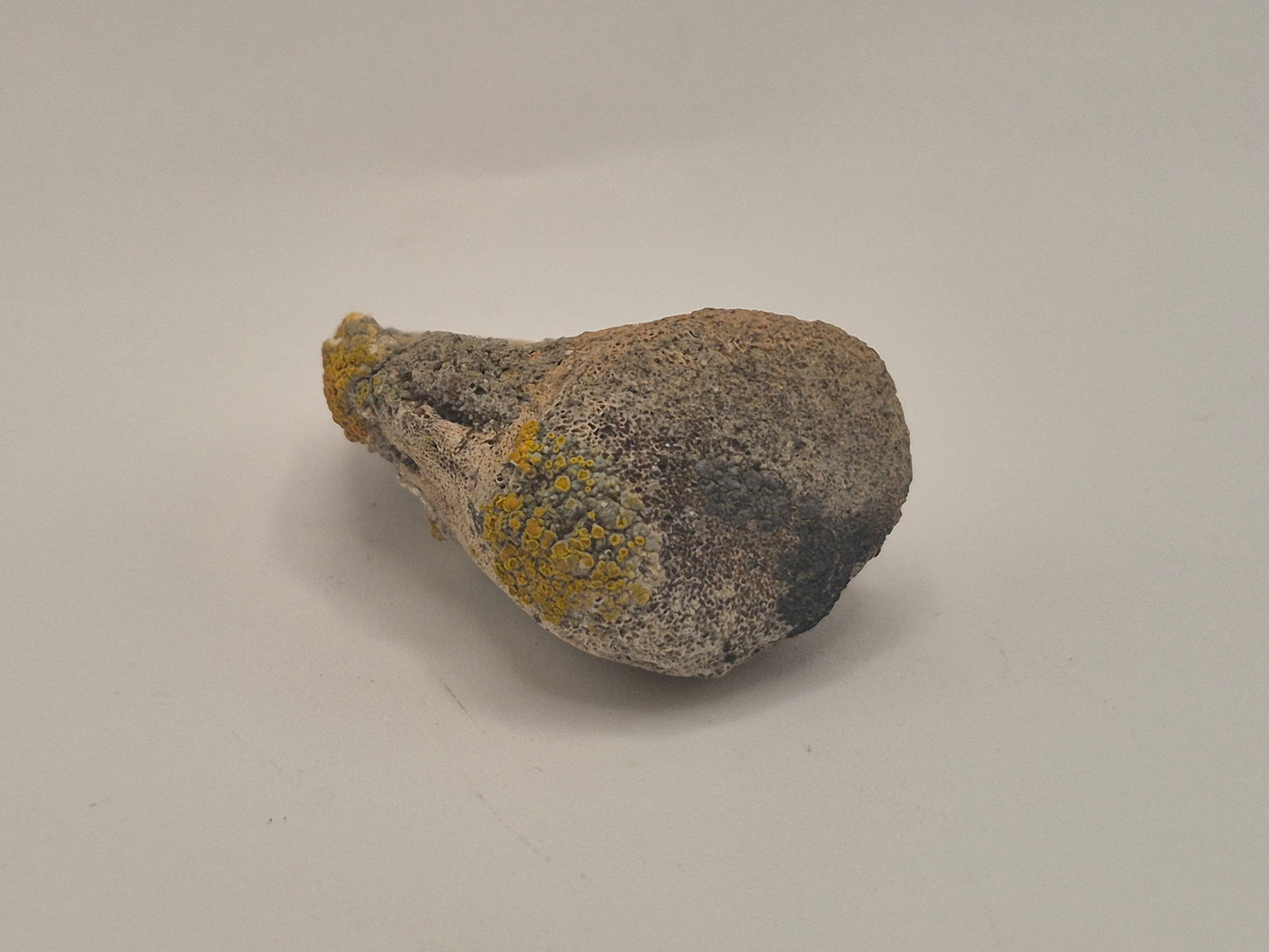 1.56" Hadrosaur Ungual(Judith River)