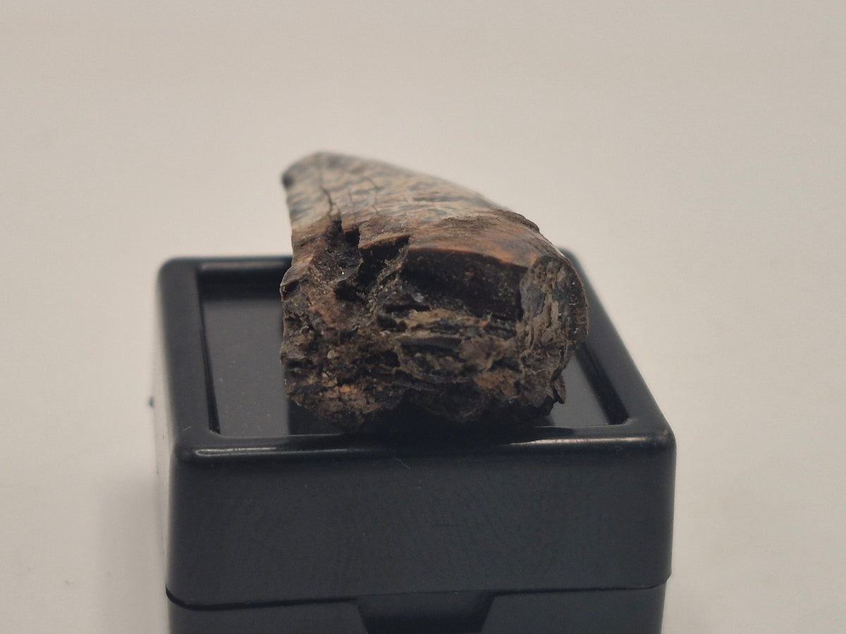 1.55" Tyrannosaur Tooth (Judith River)