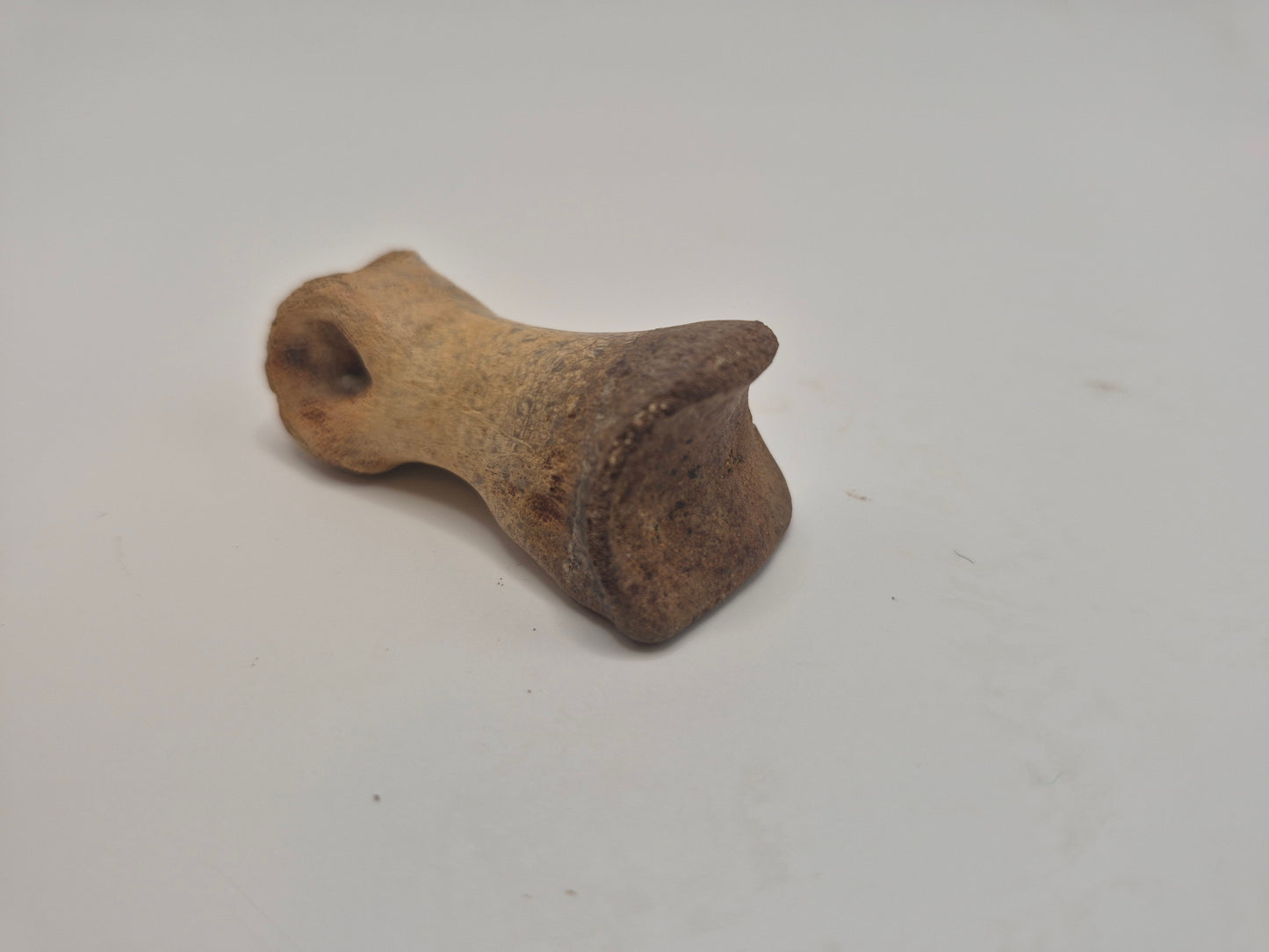 2.1" Juvenile Tyrannosaur Toe Bone (Judith River)