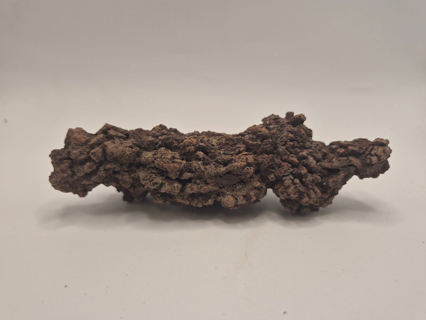 5" Coprolite (Madagascar)