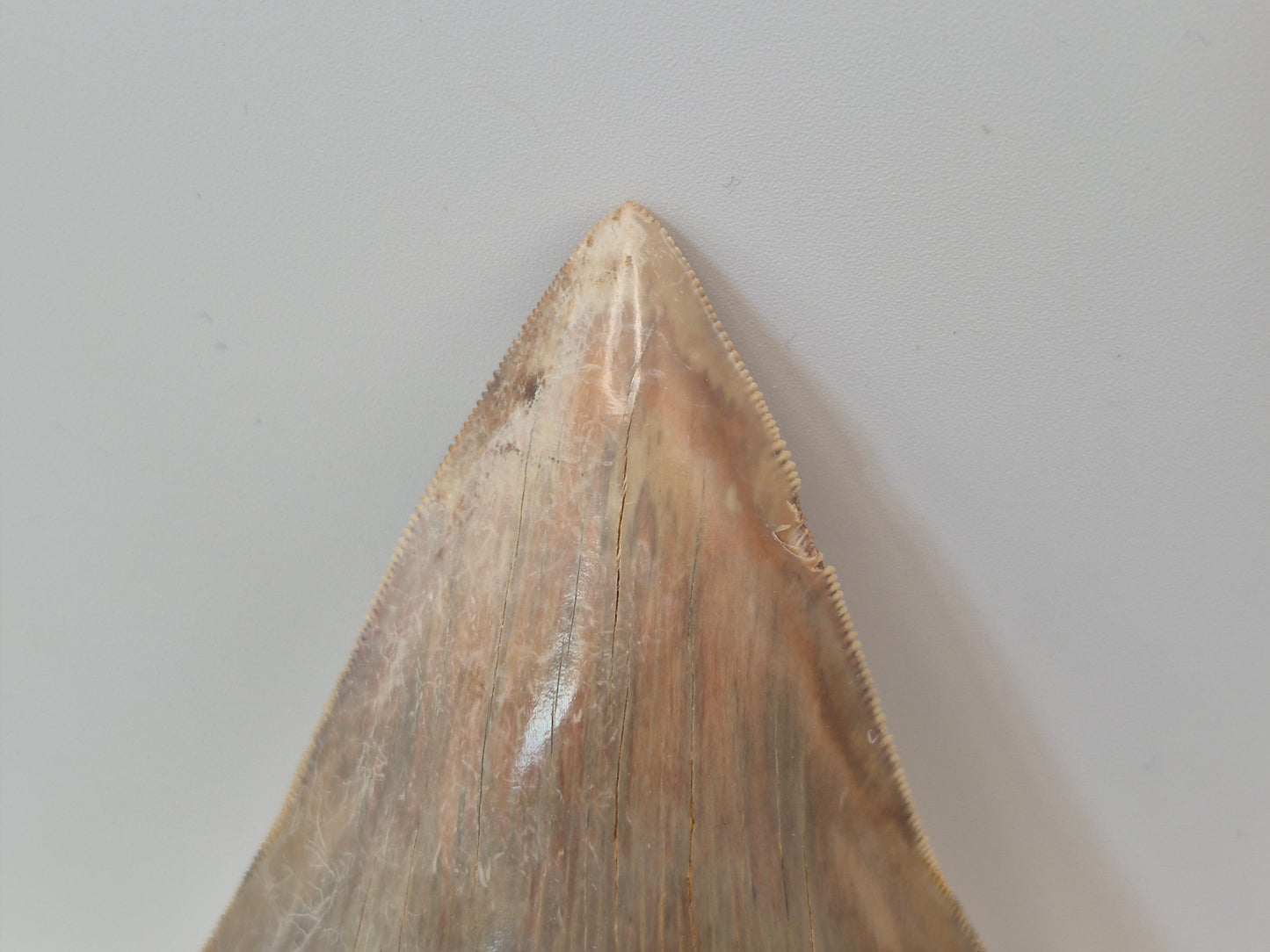 5.23" Megalodon Tooth(Indonesia)