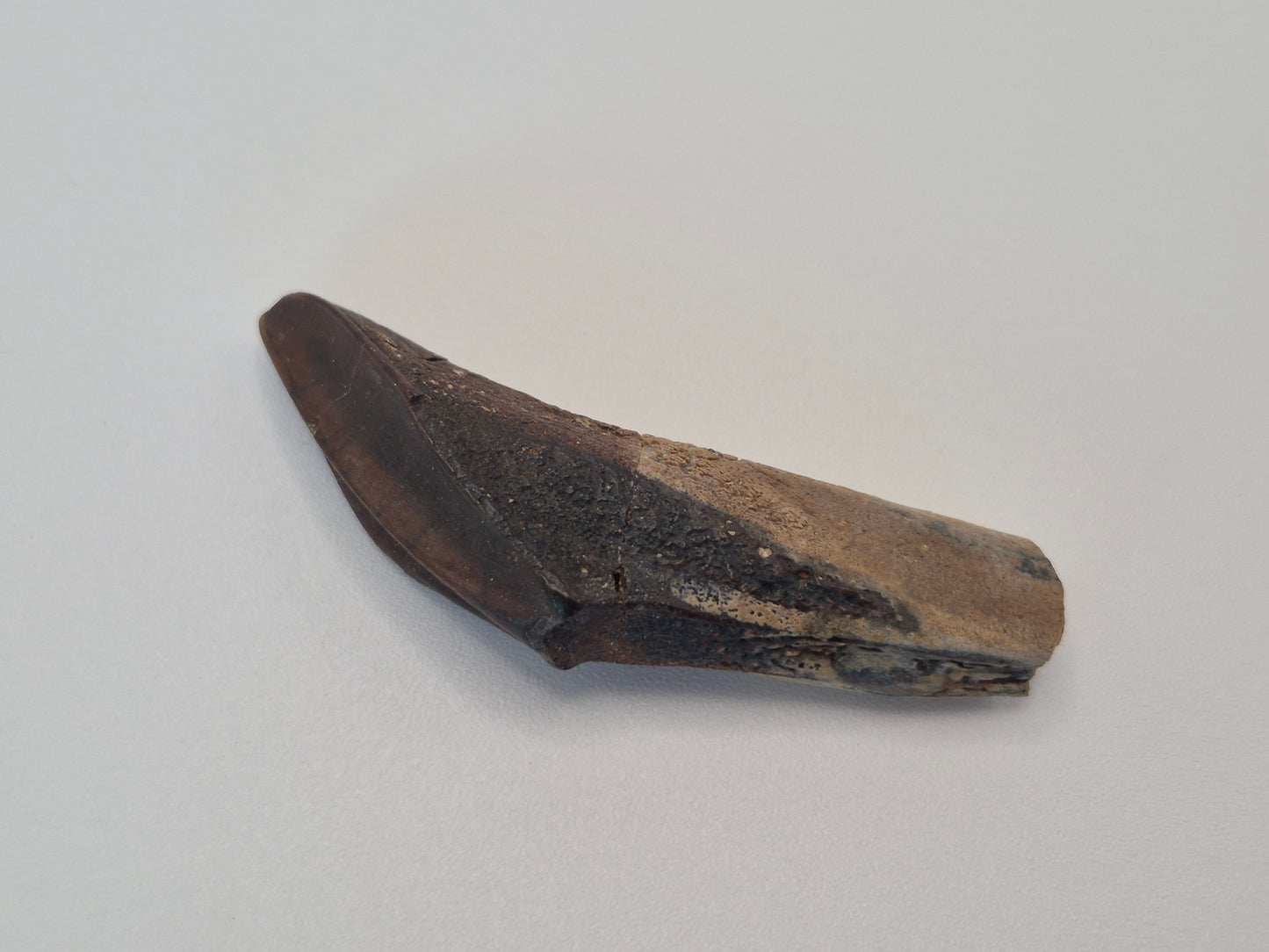 2" Hadrosaur Tooth W/ Jaw(Judith River)