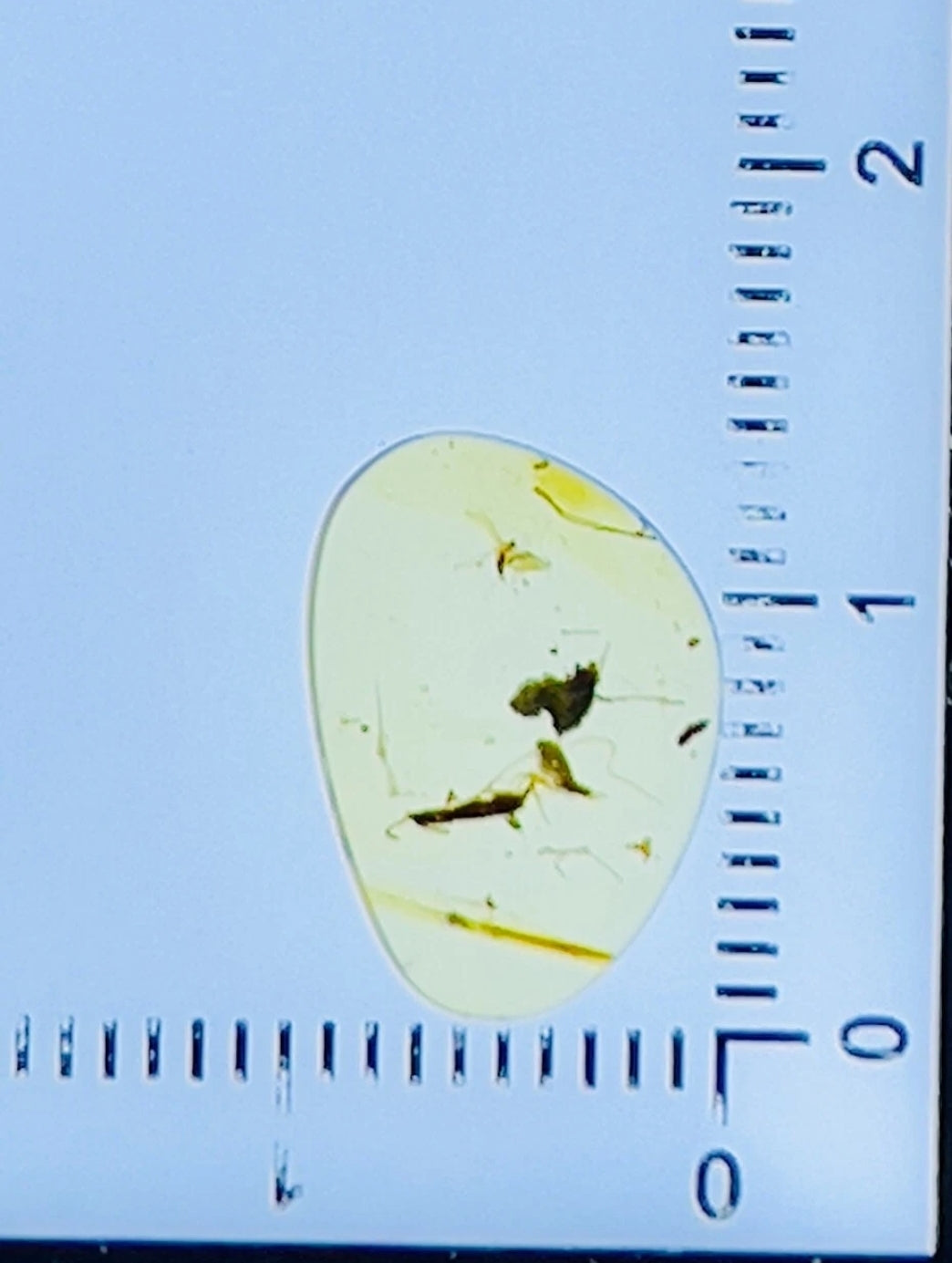 Bugs in Burmese Amber