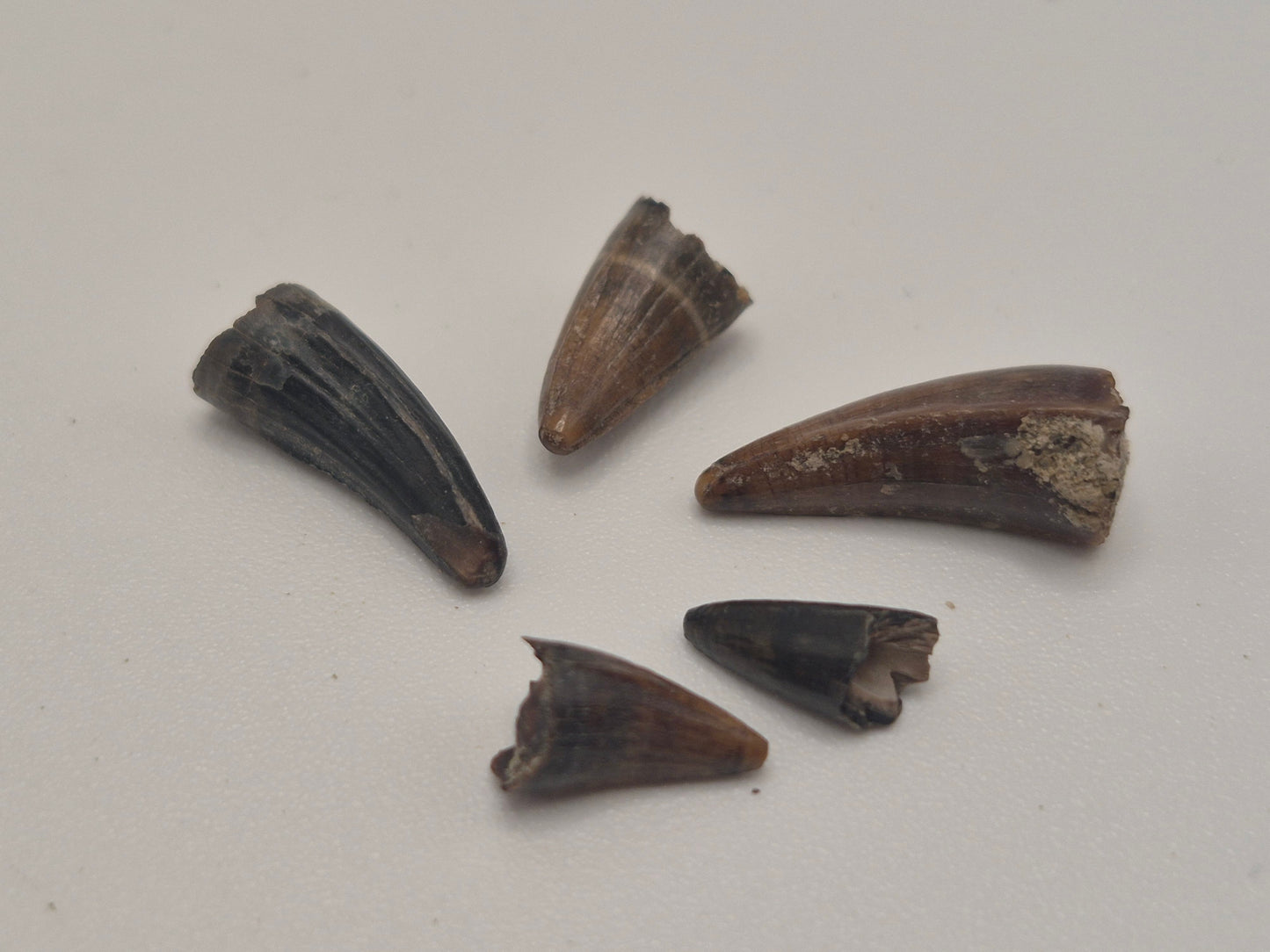 Bundle of 5 Fossil Crocodilian Teeth (Judith River)