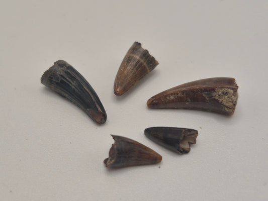 Bundle of 5 Fossil Crocodilian Teeth (Judith River)