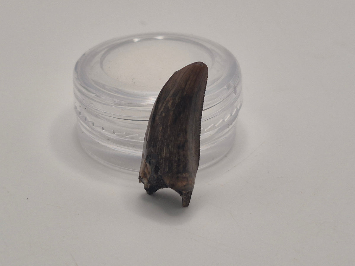 0.93" Tyrannosaur Premax Tooth (Judith River)