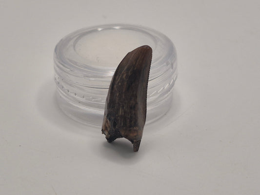 0.93" Tyrannosaur Premax Tooth (Judith River)