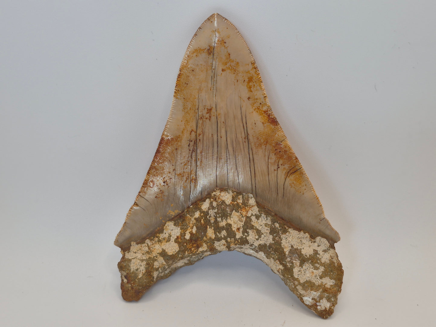 5.02" Megalodon Tooth(Indonesia)
