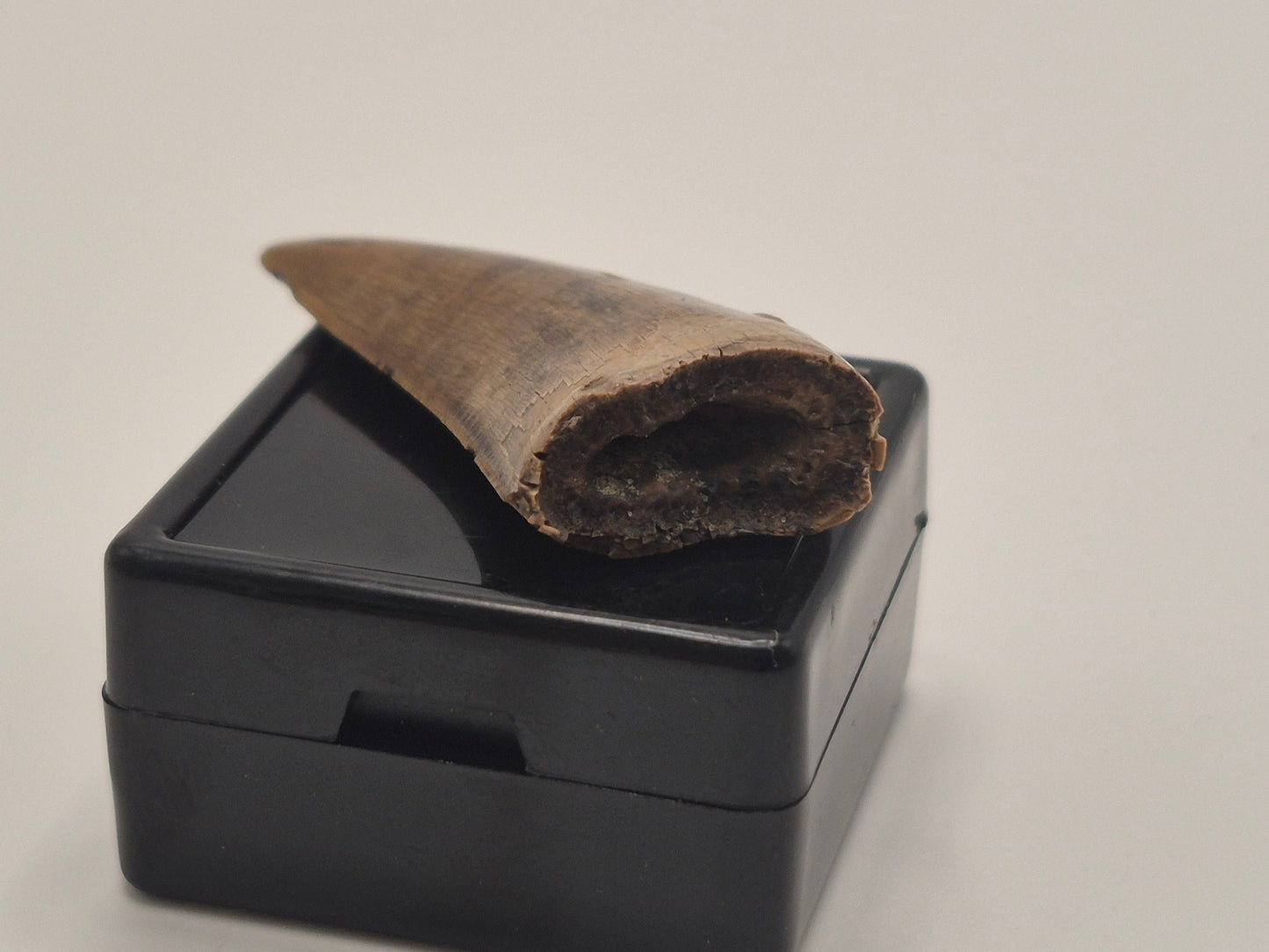 1.60" Tyrannosaur Tooth(Judith Tooth)