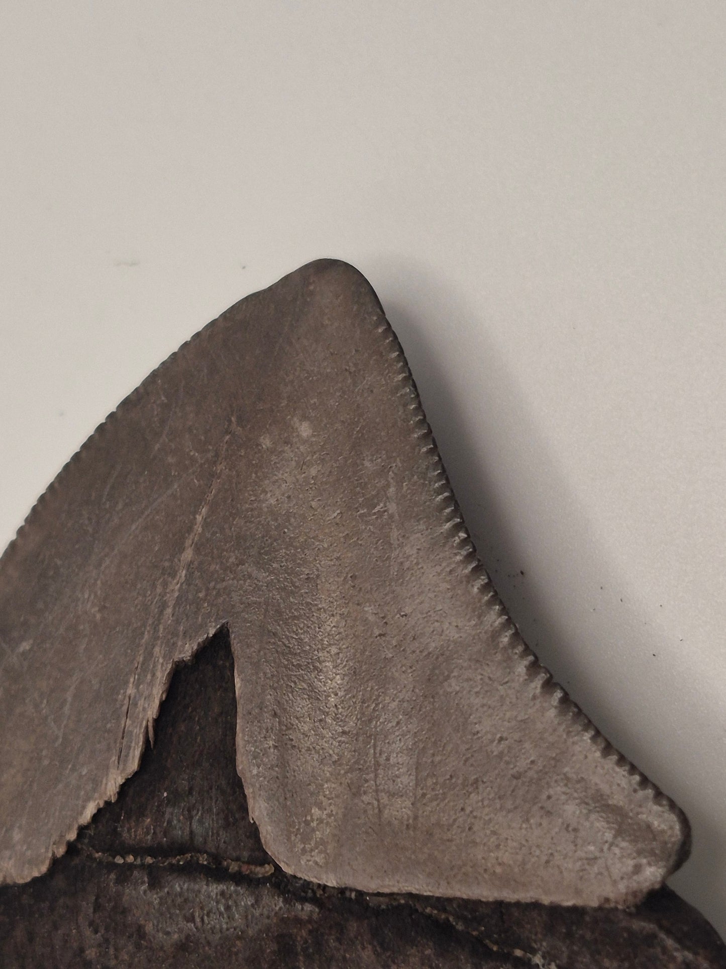 2.38" Posterior Megalodon Tooth(Georgia)