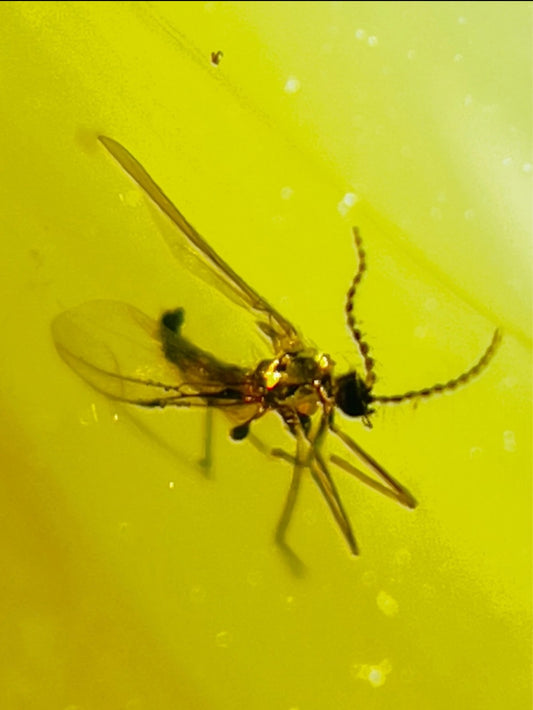 Mosquito In Burmese Amber