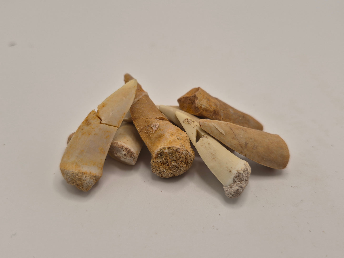 10 Enchodus Teeth Bundle (Morocco)
