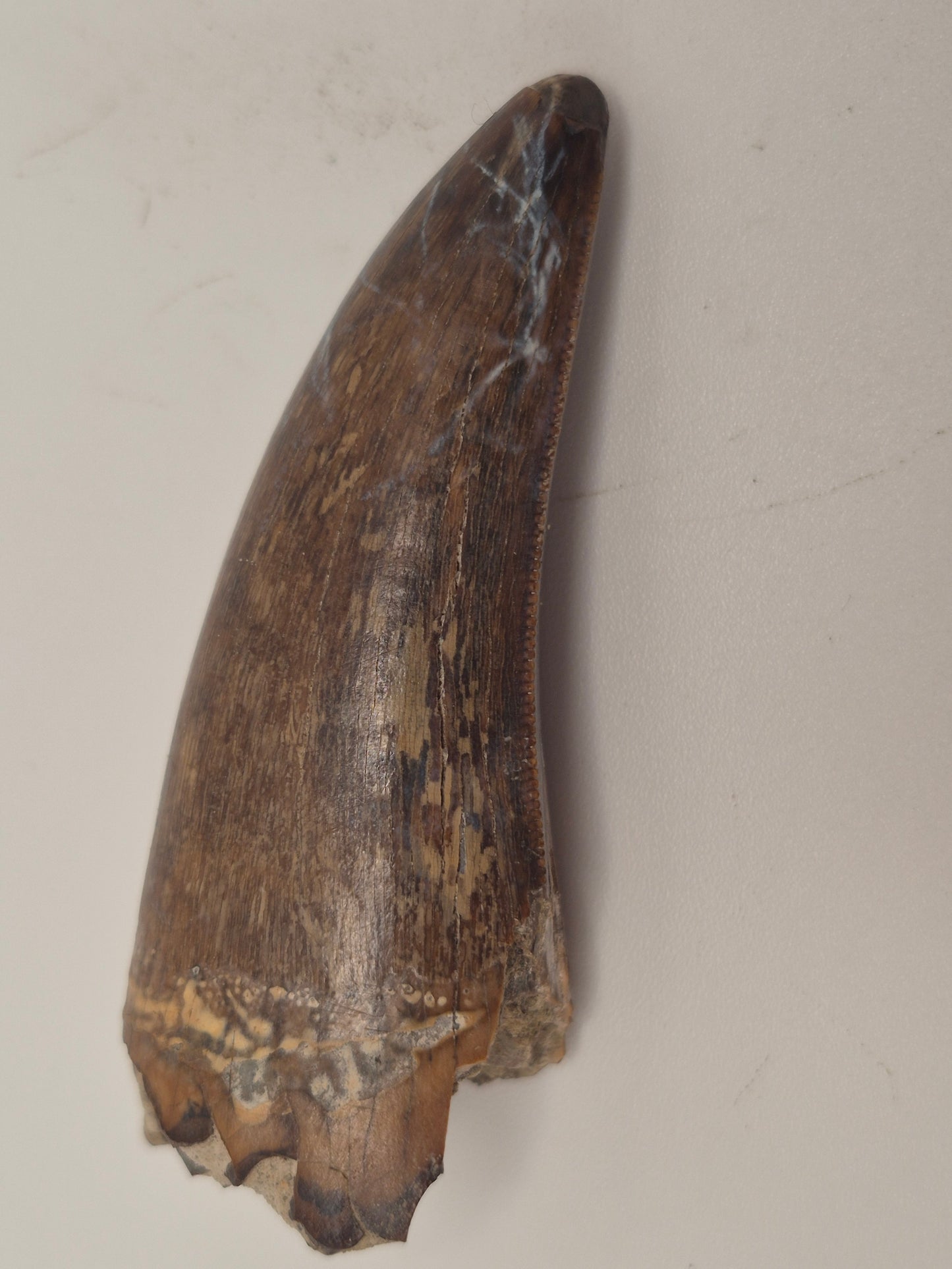2.29 Tyrannosaur Tooth(Judith River)