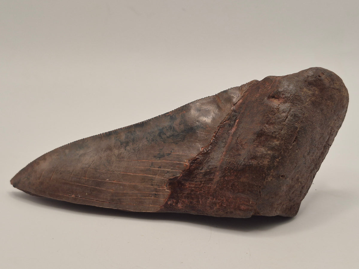 5.61" Half Megalodon tooth (Georgia)