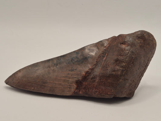 5.61" Half Megalodon tooth (Georgia)