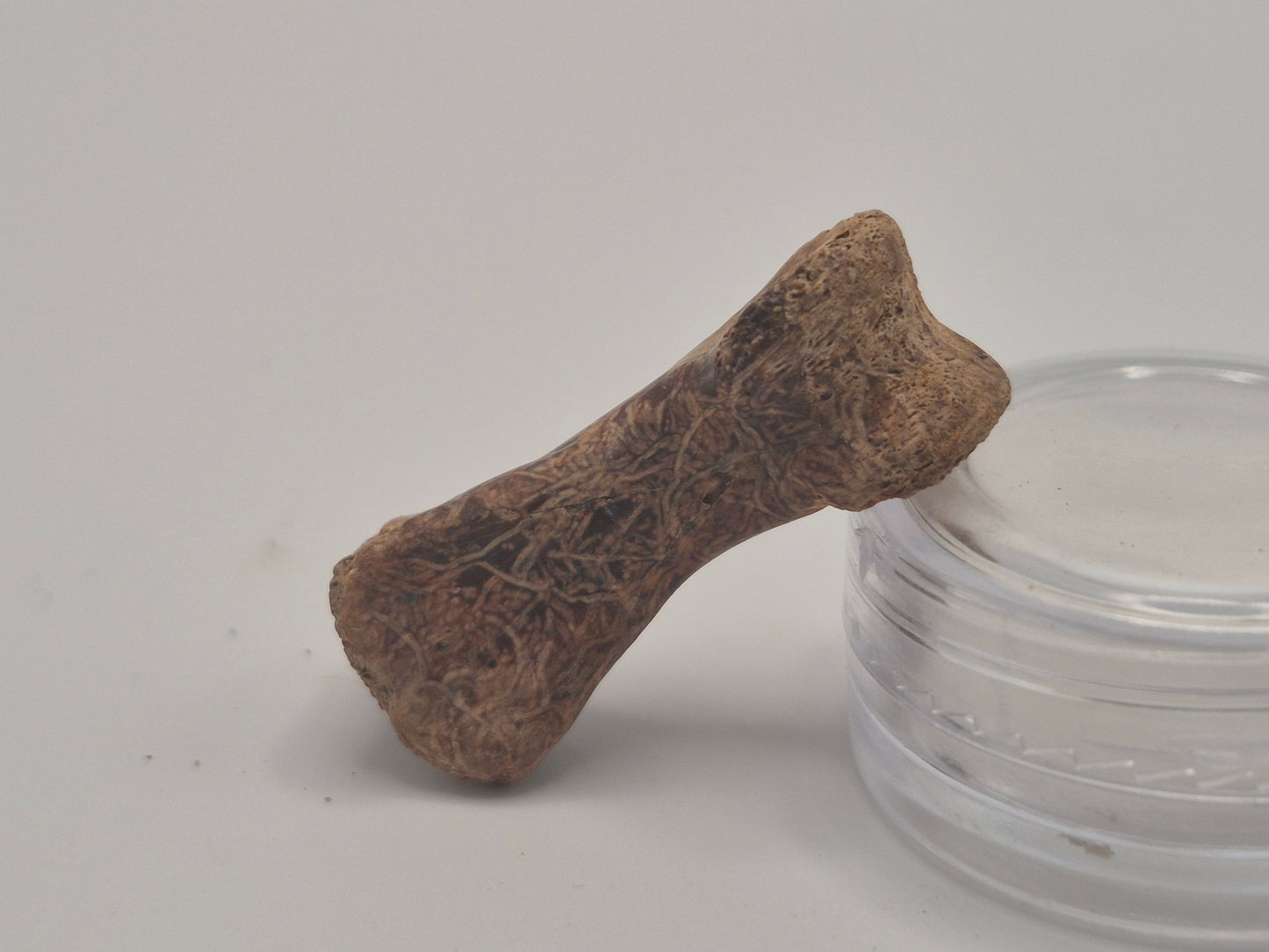 1.66" Troodon? Toe Bone Set(Judith River)