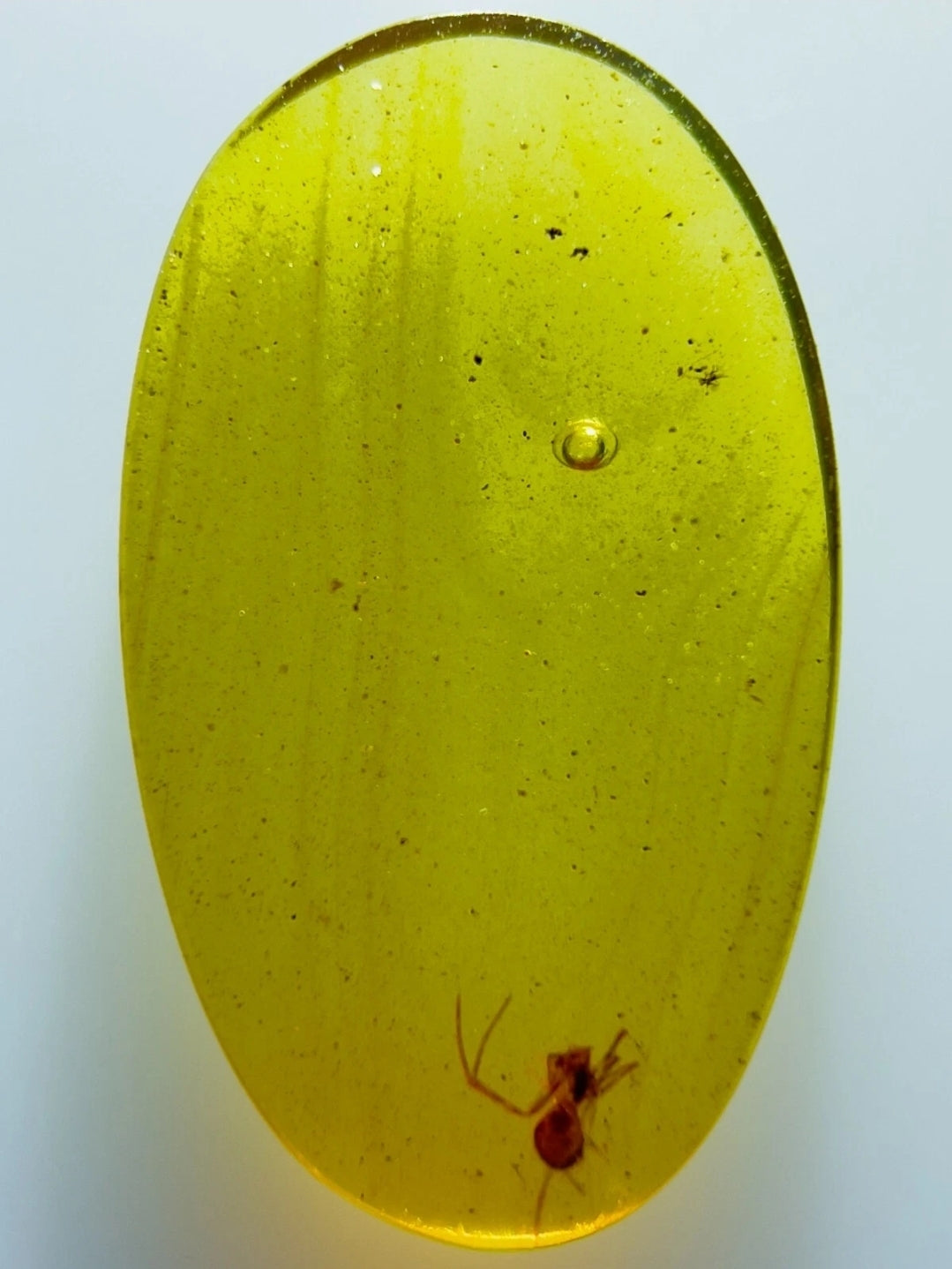 Spider in Burmese Amber