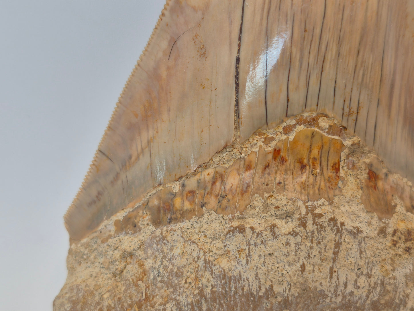 5.05" Megalodon Tooth(Indonesia)