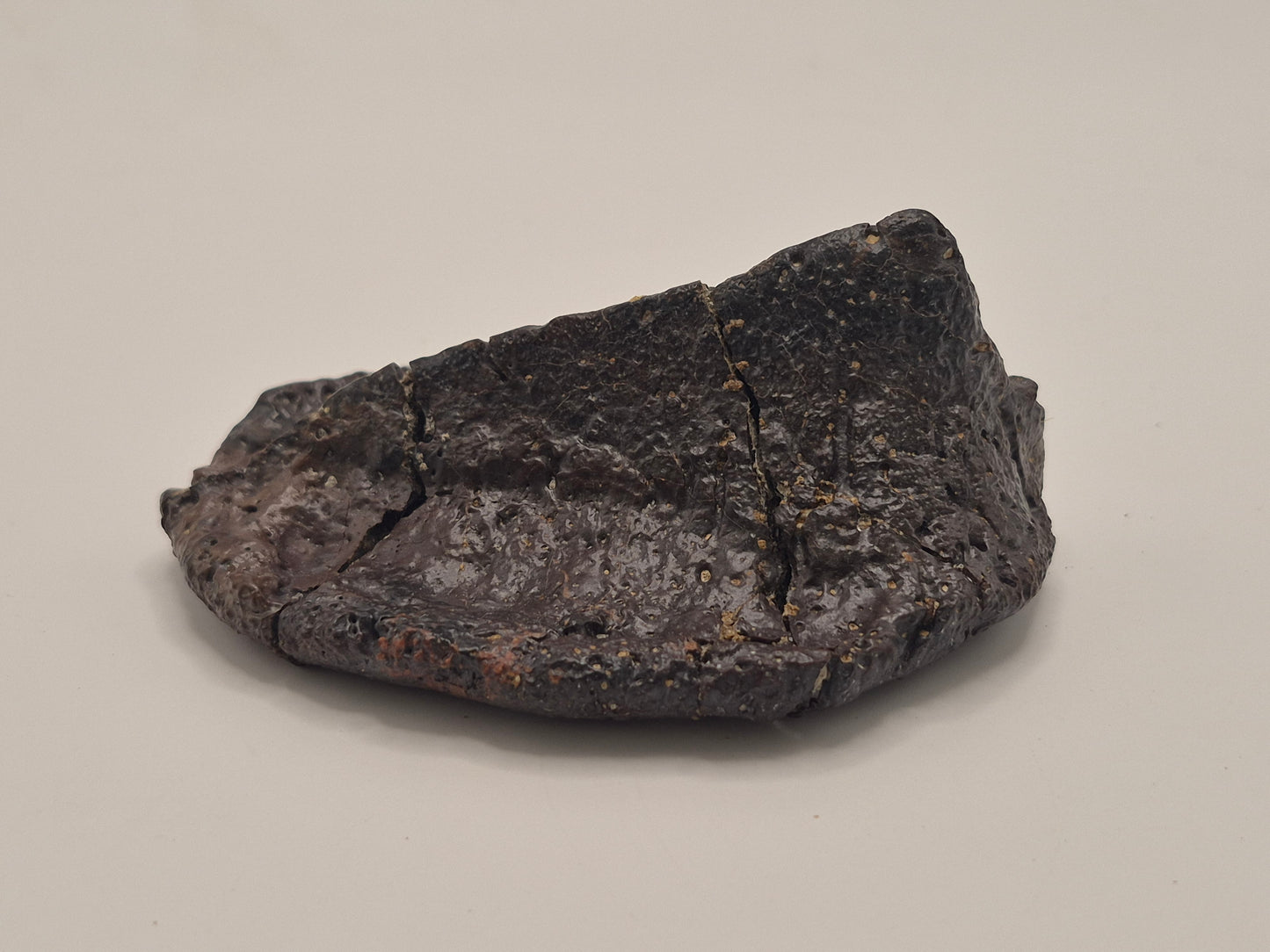 3.61" Ankylosaurus Spiked Scute (Judith River)