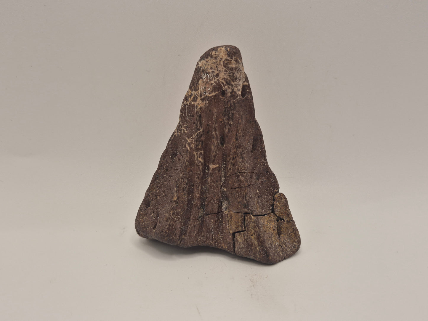 3.07" Ceratopsian Predentary/Lower Beak(Judith River Formation)