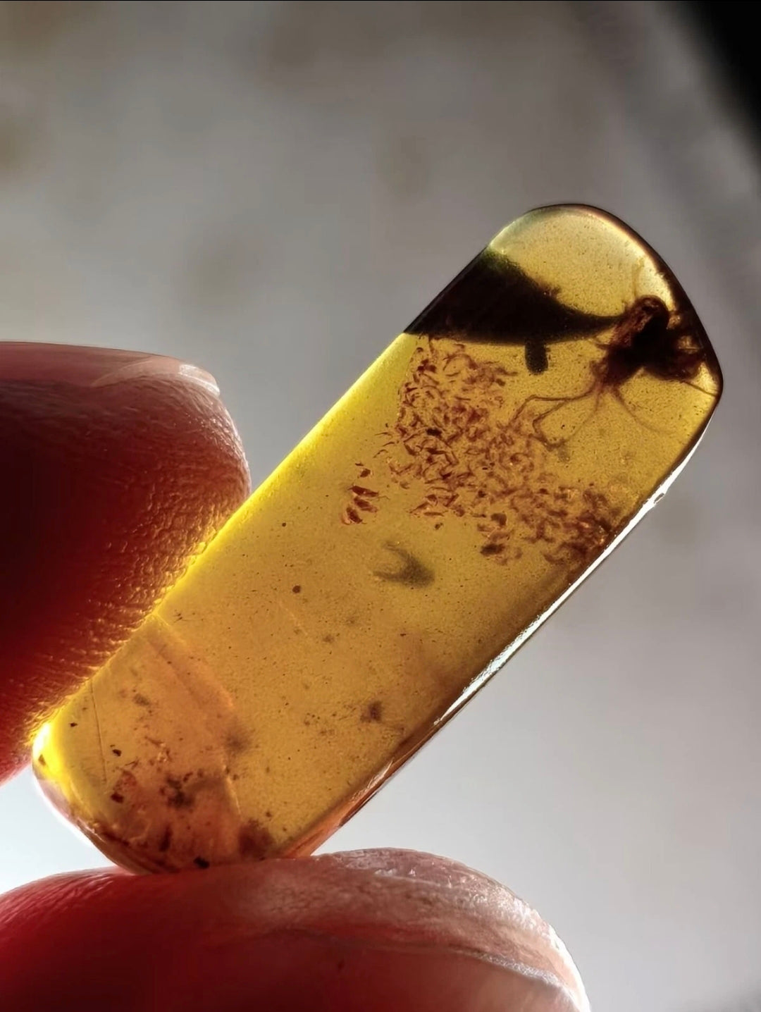 Tick And Snow Fleas in Burmese Amber