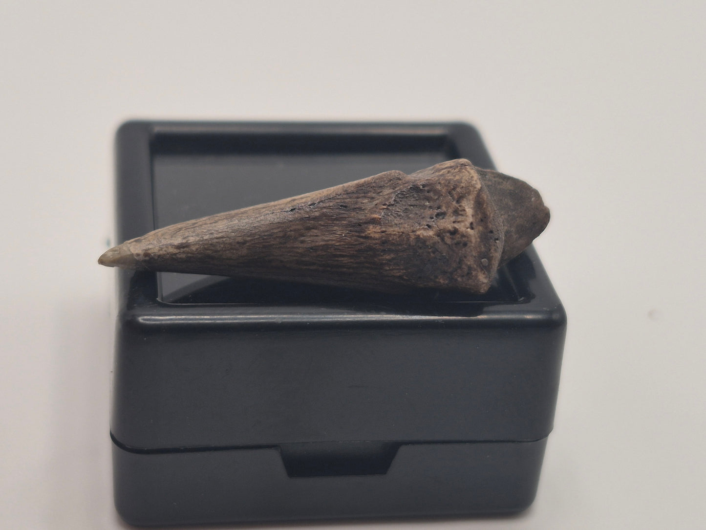 1.19" Troodon Toe claw(Judith River)