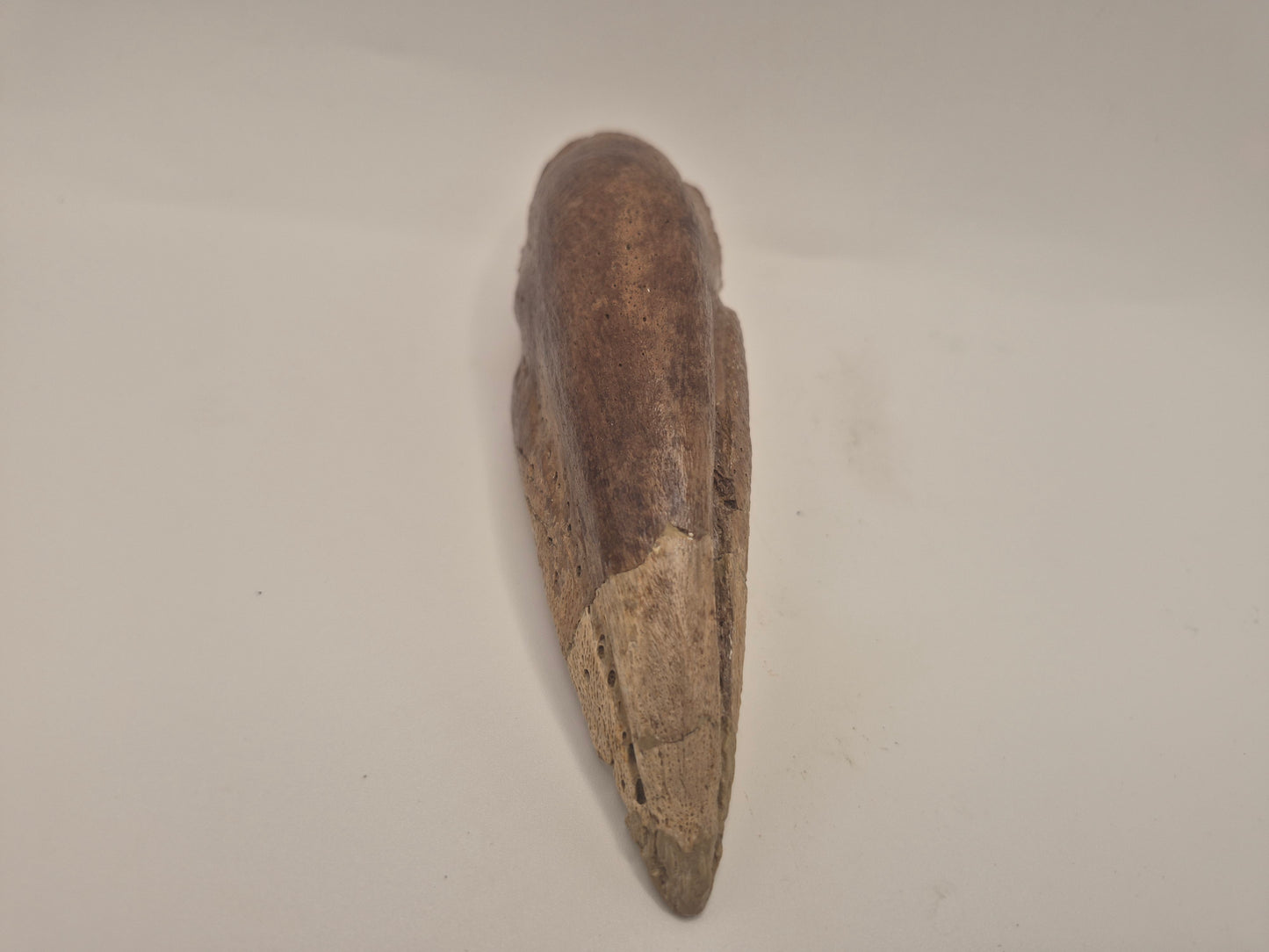 5" Tyrannosaur Toe Claw(Judith River Formation)