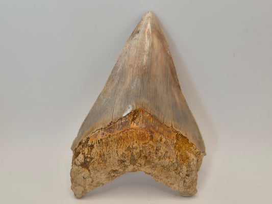 5.23" Megalodon Tooth(Indonesia)